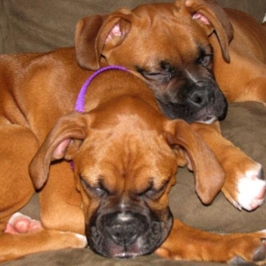 puppies6