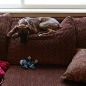 Emma the couch potato