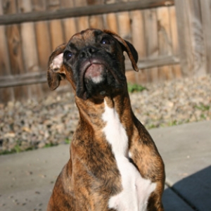 Rupert in the sun