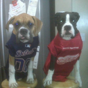 jerseys