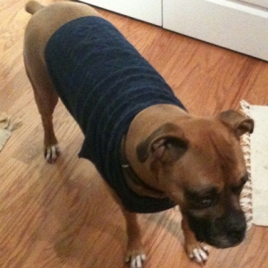 Bruno in a sweater