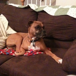 Bruno hanging on the couch