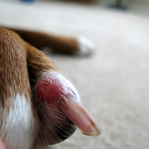 Sore on toe 2