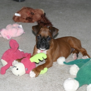 Abby puppy with toys