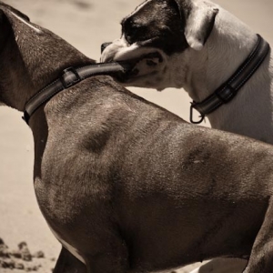 Mambo & Tonto