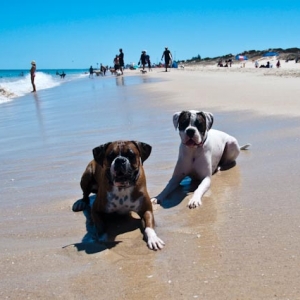 Mambo & Tonto