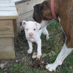 Our new puppy