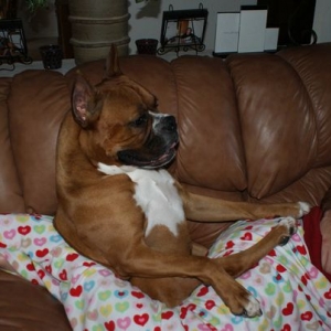 Hurley sitting on the couch