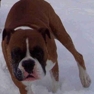 Snowdog!