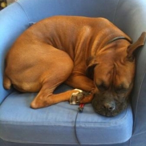 Rox_asleep_on_chair