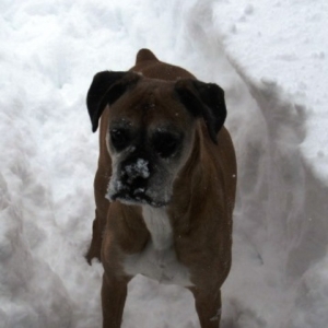MollySnow
