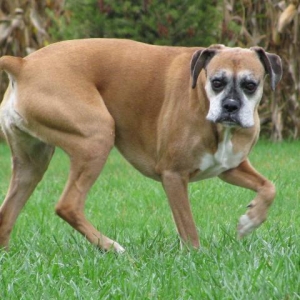 Molly_Farm_Dog