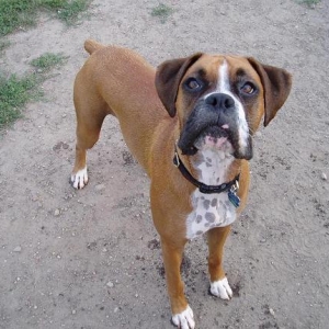 Rocco