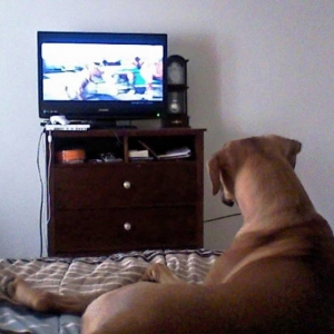 Cesar Millan Love...