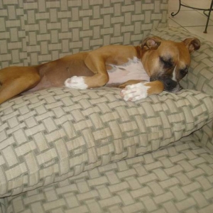 fiona the sleeping beauty