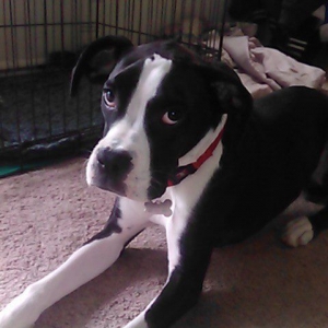 My baby Diesel