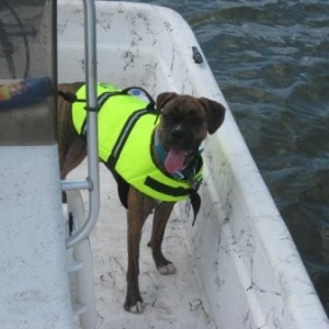 Paws Aboard!!!!