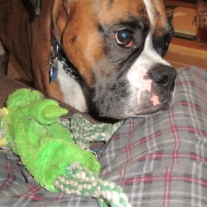 mypup