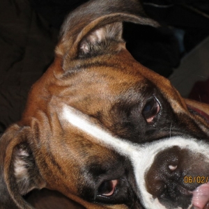 kaipup