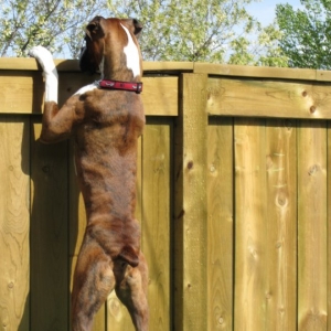 peeking over fence