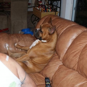 Hurley relaxing on the couch!