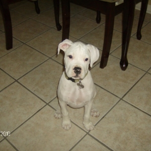 Puppy Days