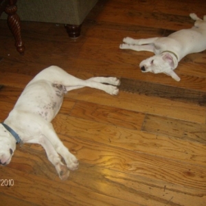 Puppy Sitting
