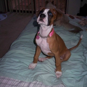 Kairi (boxer w/ tail)