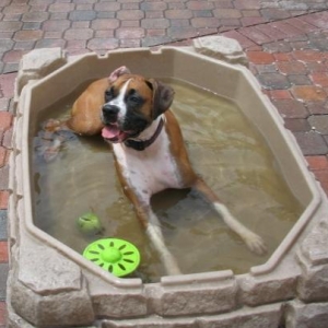 Doggie pool