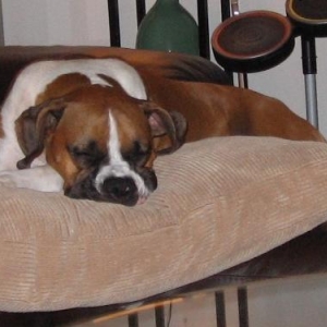 Tuckered out