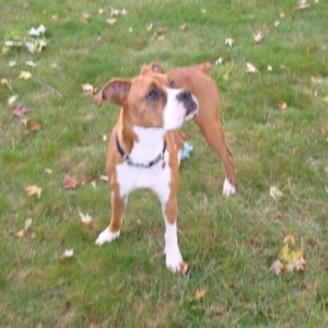 Squirrel?
