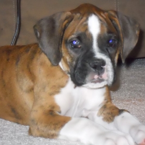 Roxy