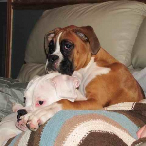 momma_s_babies
