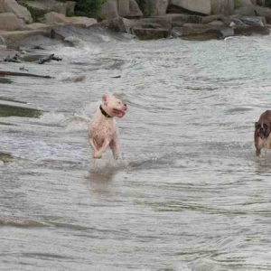 jump_in_a_lake
