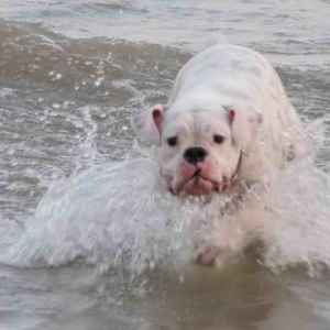 Chief_in_the_lake