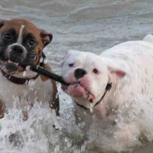 that_s_my_stick1