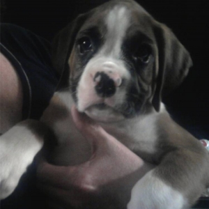 our new pup
