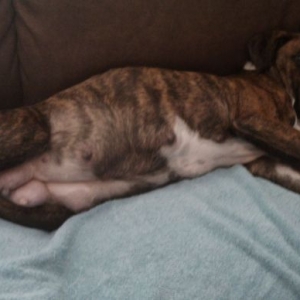 Miss Gracie