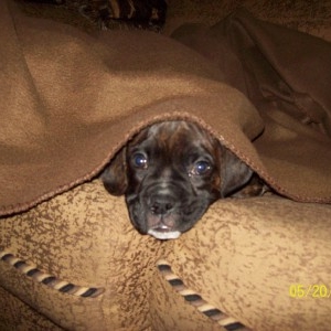 Jackson under the blanket.