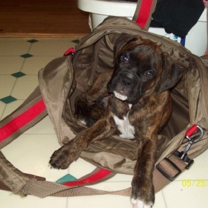Trying to sleep in the bag I just emptied.
