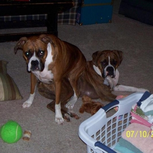 Dogs_0022