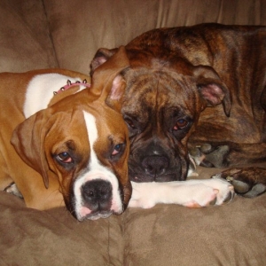 Marley and Rosco cheek to cheek