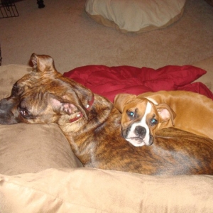 Marley found a new pillow...