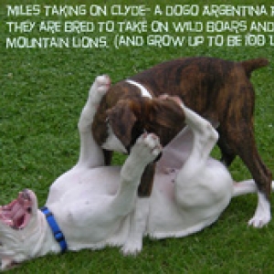 Miles_playing_with_his_buddy_Clyde