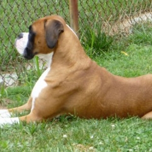 Gunner watching the neighbors