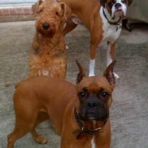 The Gang