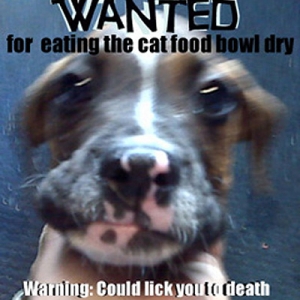 Wanted for Cat Harassment