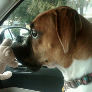 Marley_Dog_Toy