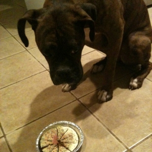 Embarrassed Pup