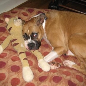 Star with her kitty toy